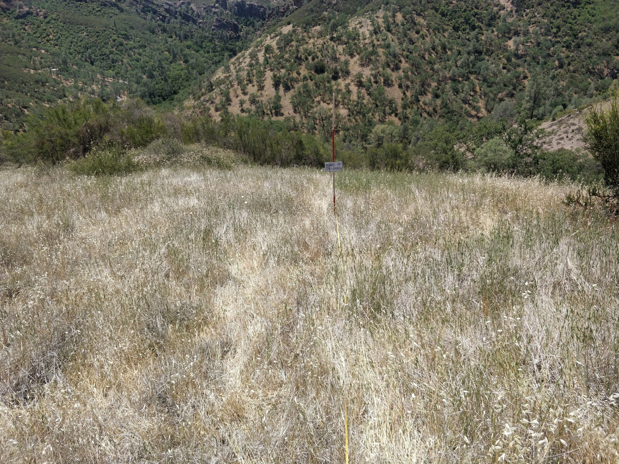 Eye-level view from the center point of a plant community monitoring plot