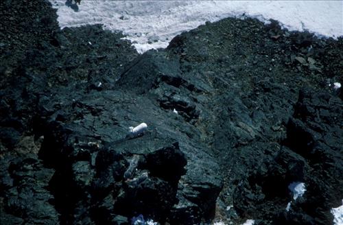 1 Dalls Sheep in Alaska