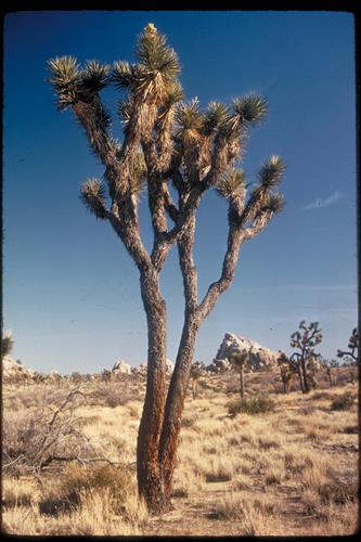 Views at Joshua Tree National Park, California