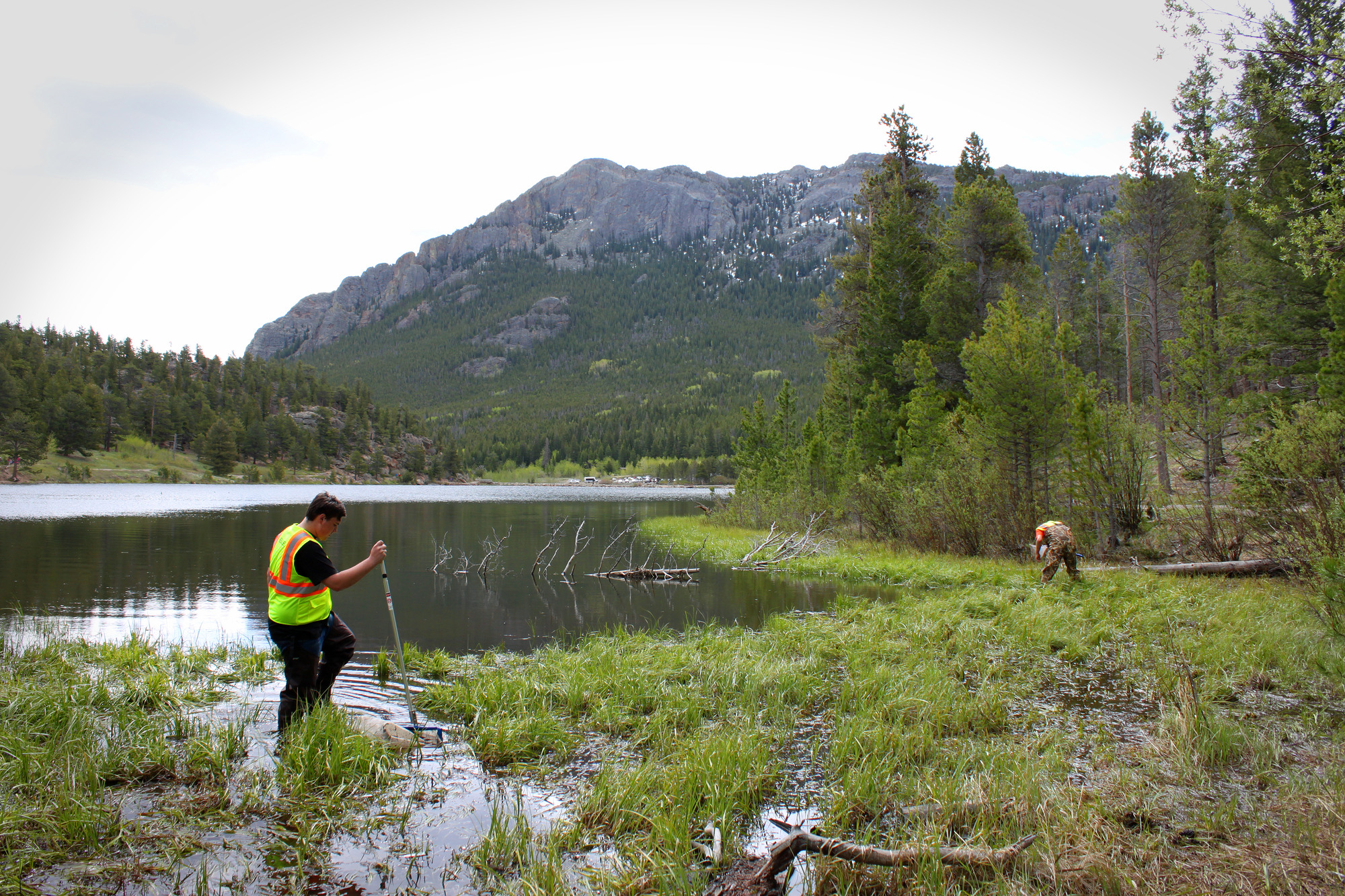Two students in waders with nets stand in emergent vegetation at Lake edge.