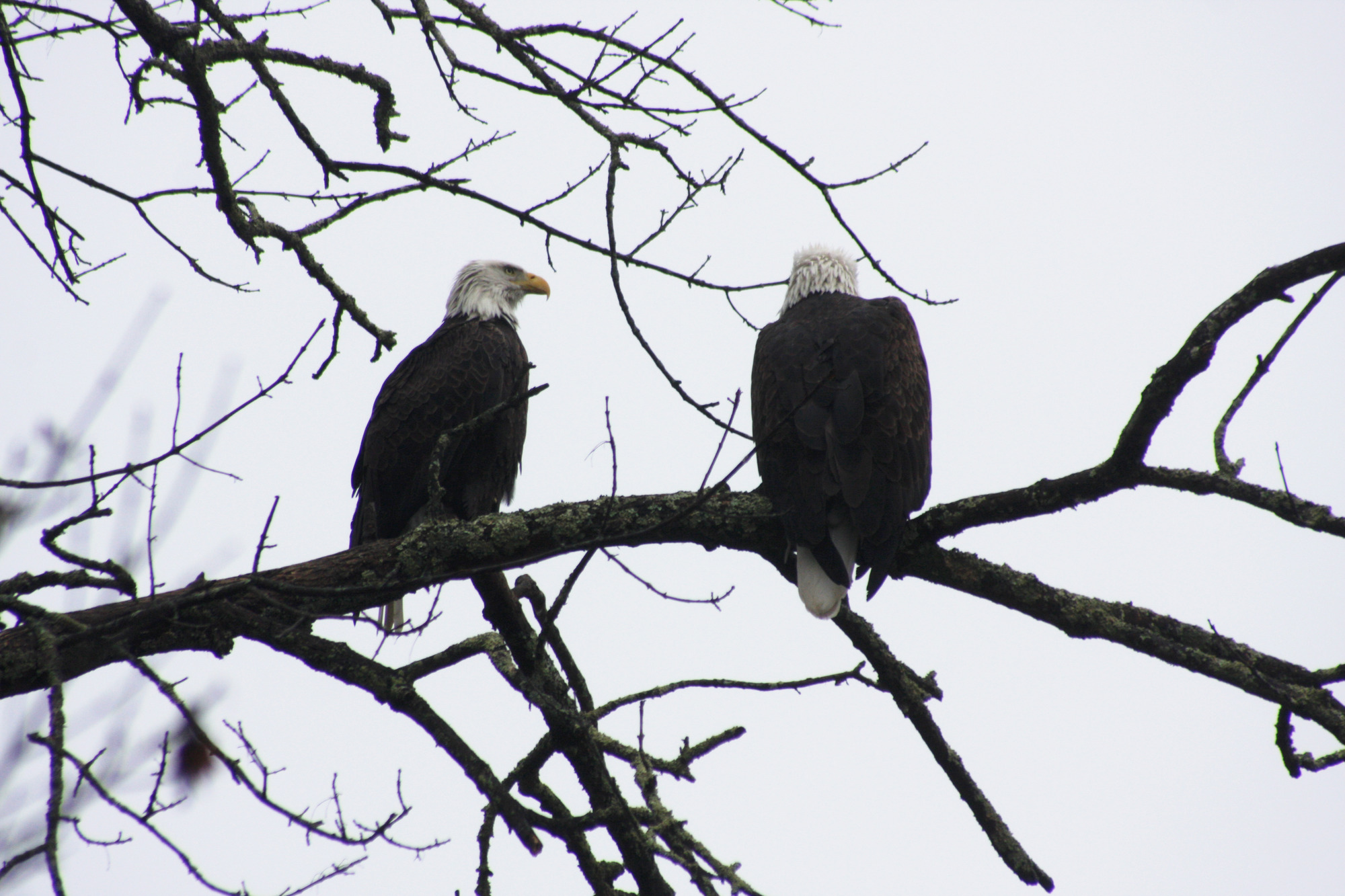 Two mature eagles sit on the bare branches of a tree. Eagles have dark brown, nearly black, wing and body feathers and white heads and tail feathers. Behind them, the sky is cloudy, a nearly-white grey color. One eagle has its back to the camera, the other sits at a side profile, with its eye and yellow break clearly visible.