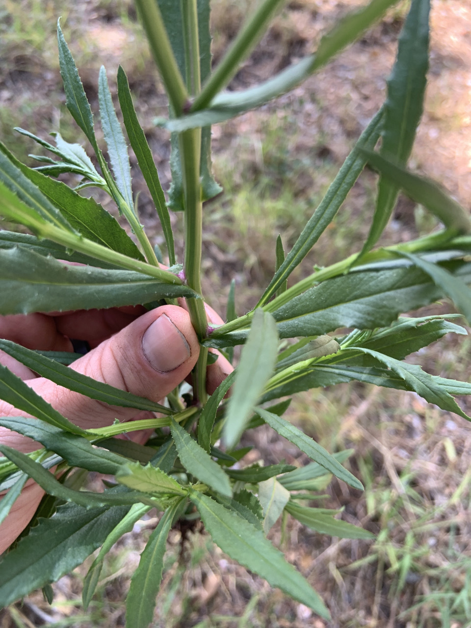 Photo of plant species Senecio madagascariensis