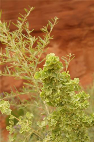Canyon de Chelly National Monument -- Vegetation