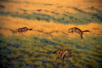 Vulpes stenognathus