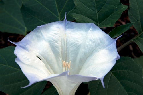 Datura
