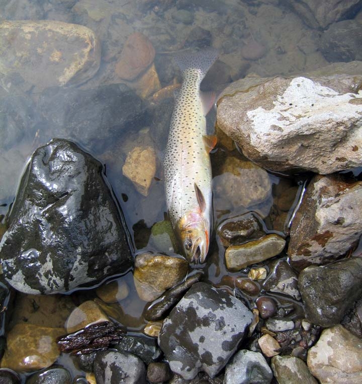 Yellowstone cutthroat trout