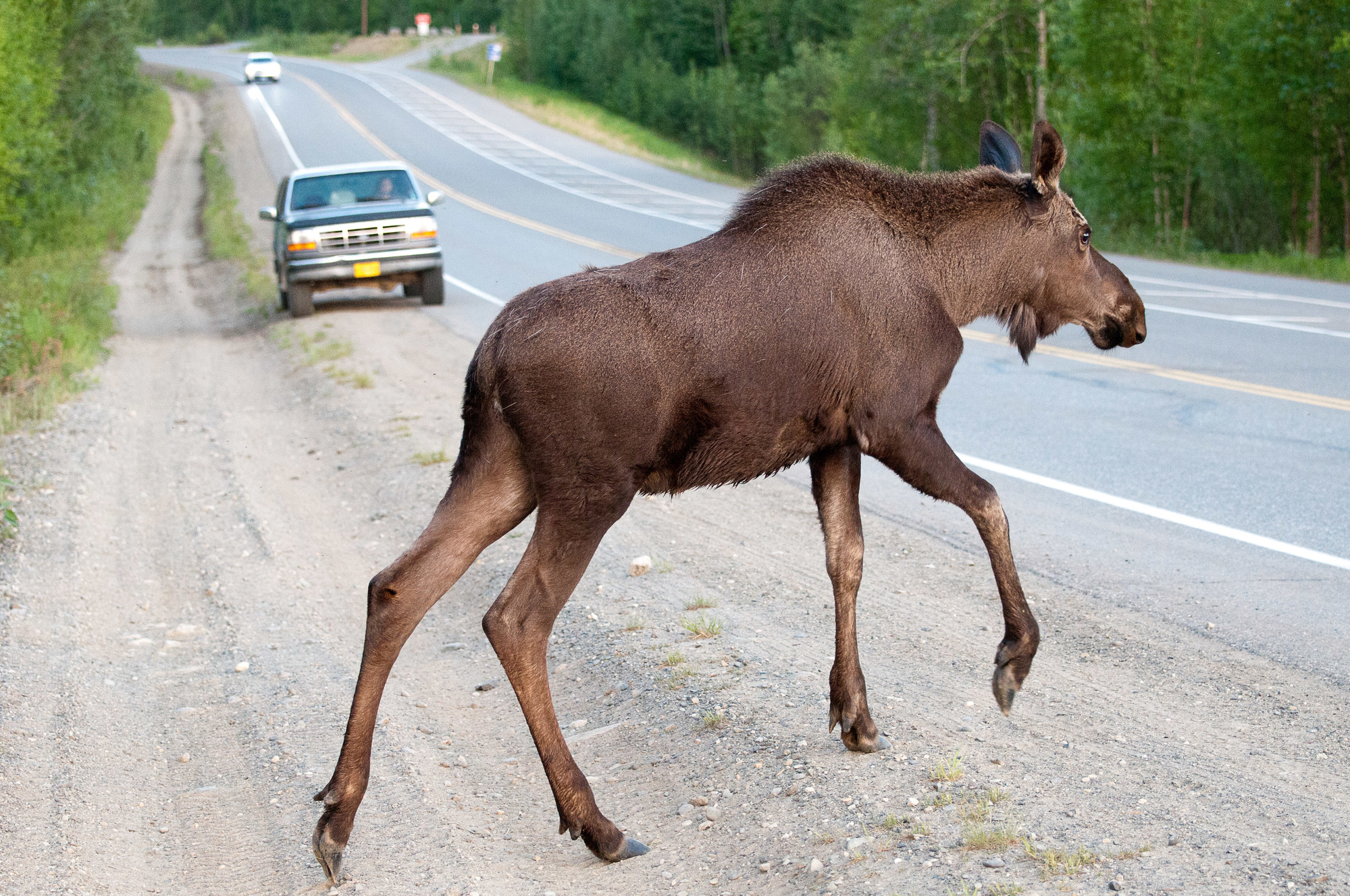 a moose beginning to cross a paved road 