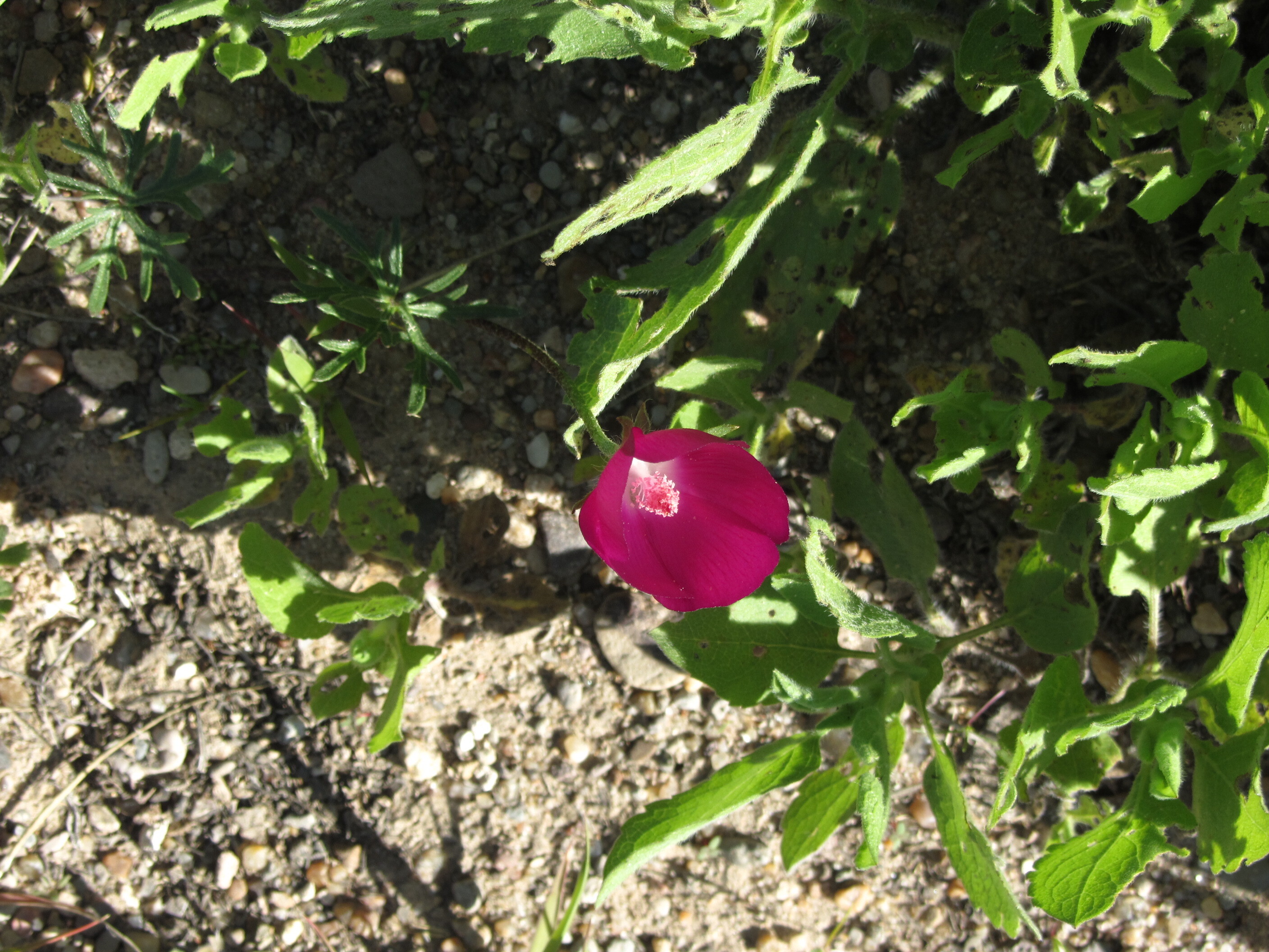 Beautiful flower on the Cimarron National Grassland
