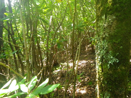 Plot Code: GRSM_AA_0692_5