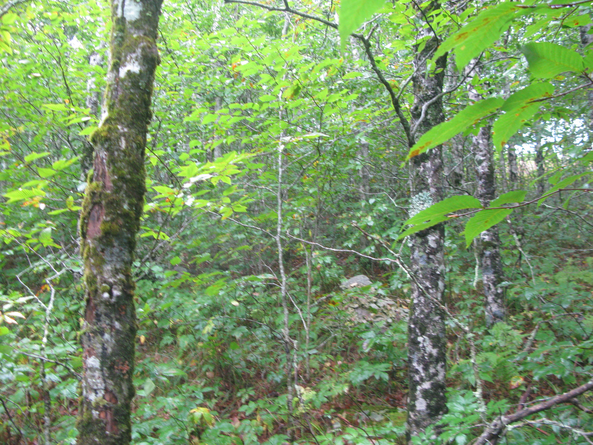 GRSM Accuracy Assessment. Plot Code: GRSM_AA_0508_2