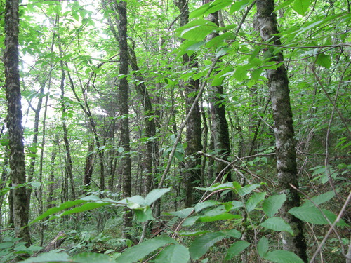 GRSM Accuracy Assessment. Plot Code: GRSM_AA_0079_5