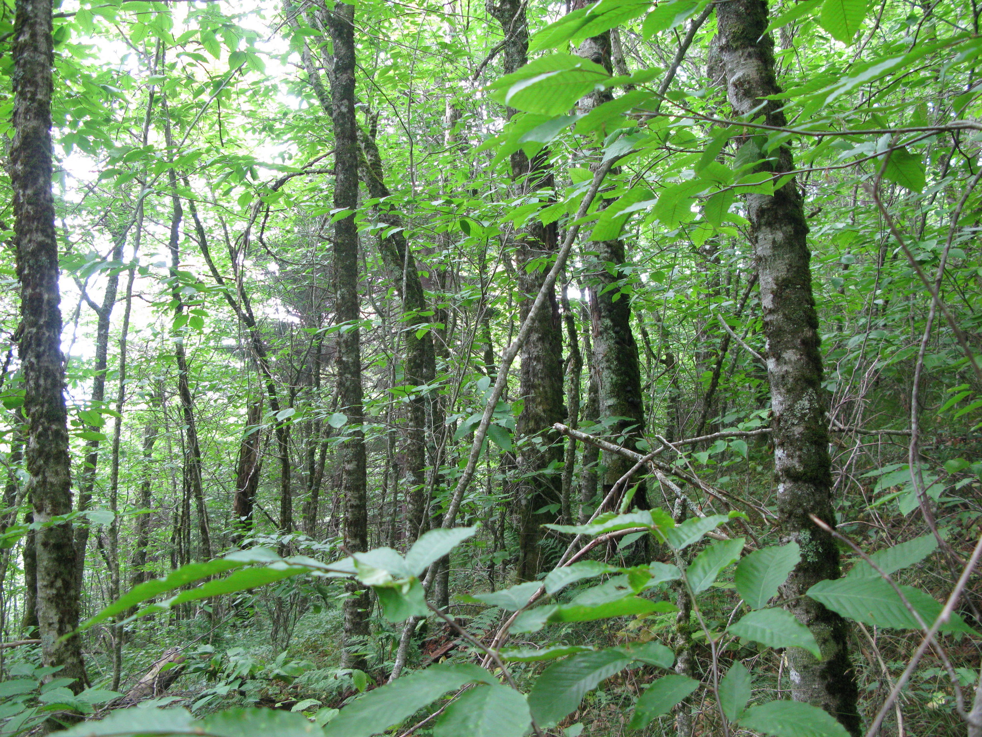 GRSM Accuracy Assessment. Plot Code: GRSM_AA_0079_5