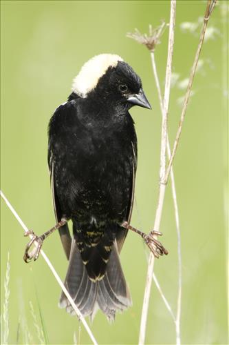 Bobolink in Cuyahoga Valley National Park