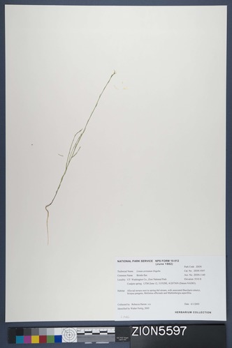 Herbarium Specimen Sheet 5597