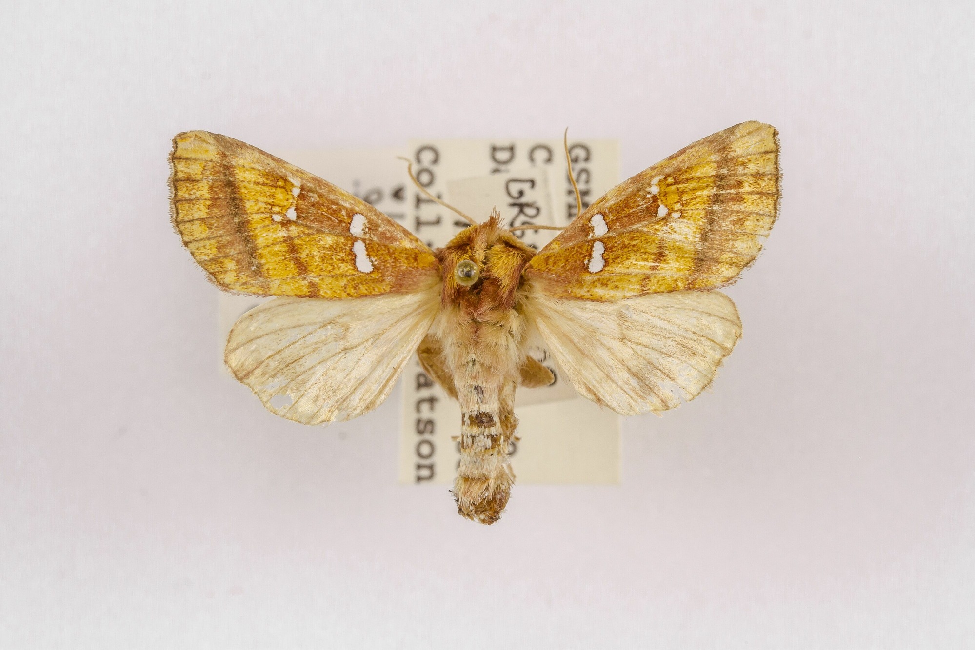 Image of Papaipema pterisii, a species of Animalia