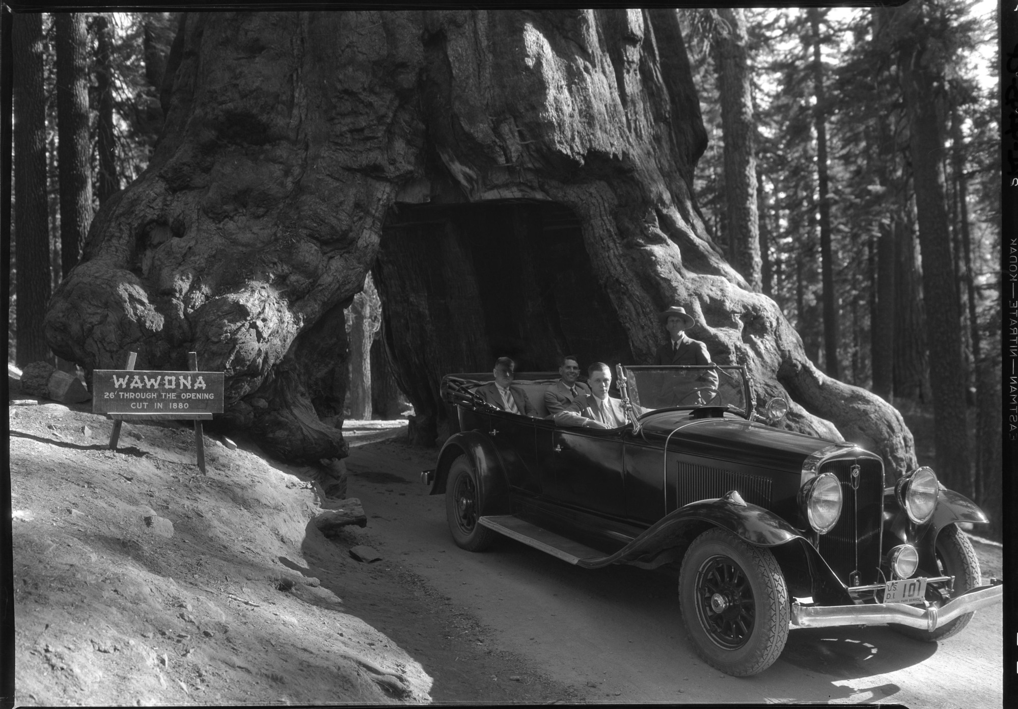 Sec. of Interior Harold Ickes w/ Don Tressider in Big Trees