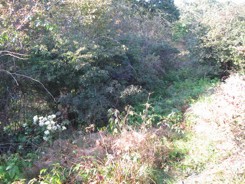 GRSM Accuracy Assessment. Plot Code: GRSM_AA_0310_6