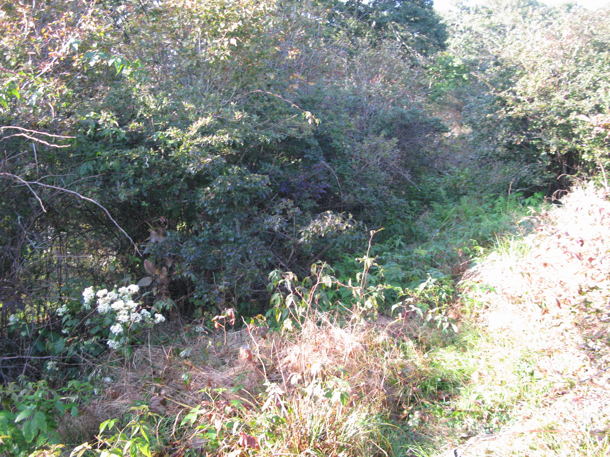 GRSM Accuracy Assessment. Plot Code: GRSM_AA_0310_6