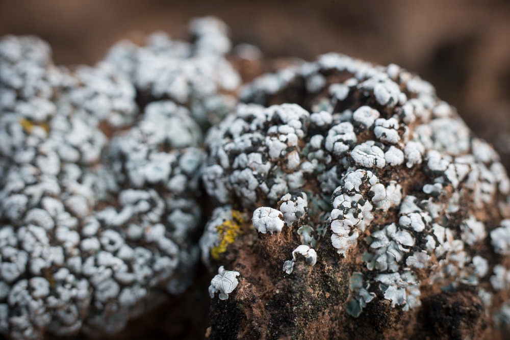 Old growth soil crust covered in the lichen "brain scale."