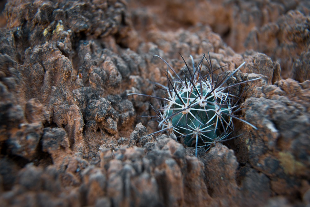 A young fish hook cactus shelterd by soil crust.