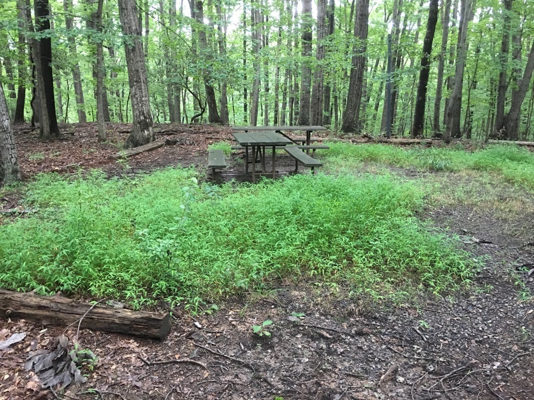 A picnic table in a open space, surrounded by trees.