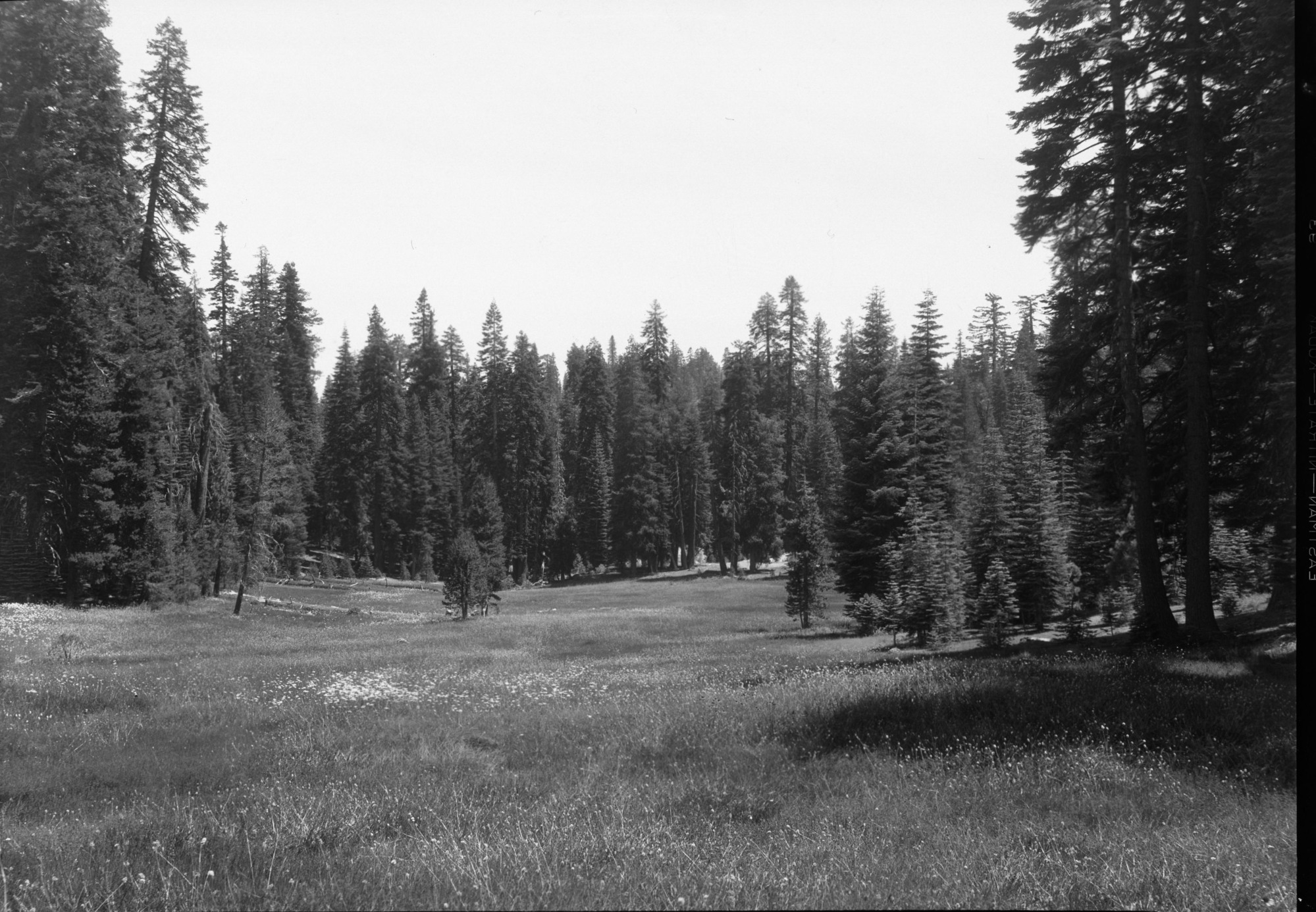 Flowers and grass, red fir trees in meadow east of Gin Flat.
