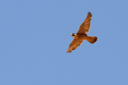 Peregrine Falcon