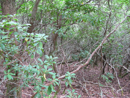 GRSM Accuracy Assessment. Plot Code: GRSM_AA_0894_4