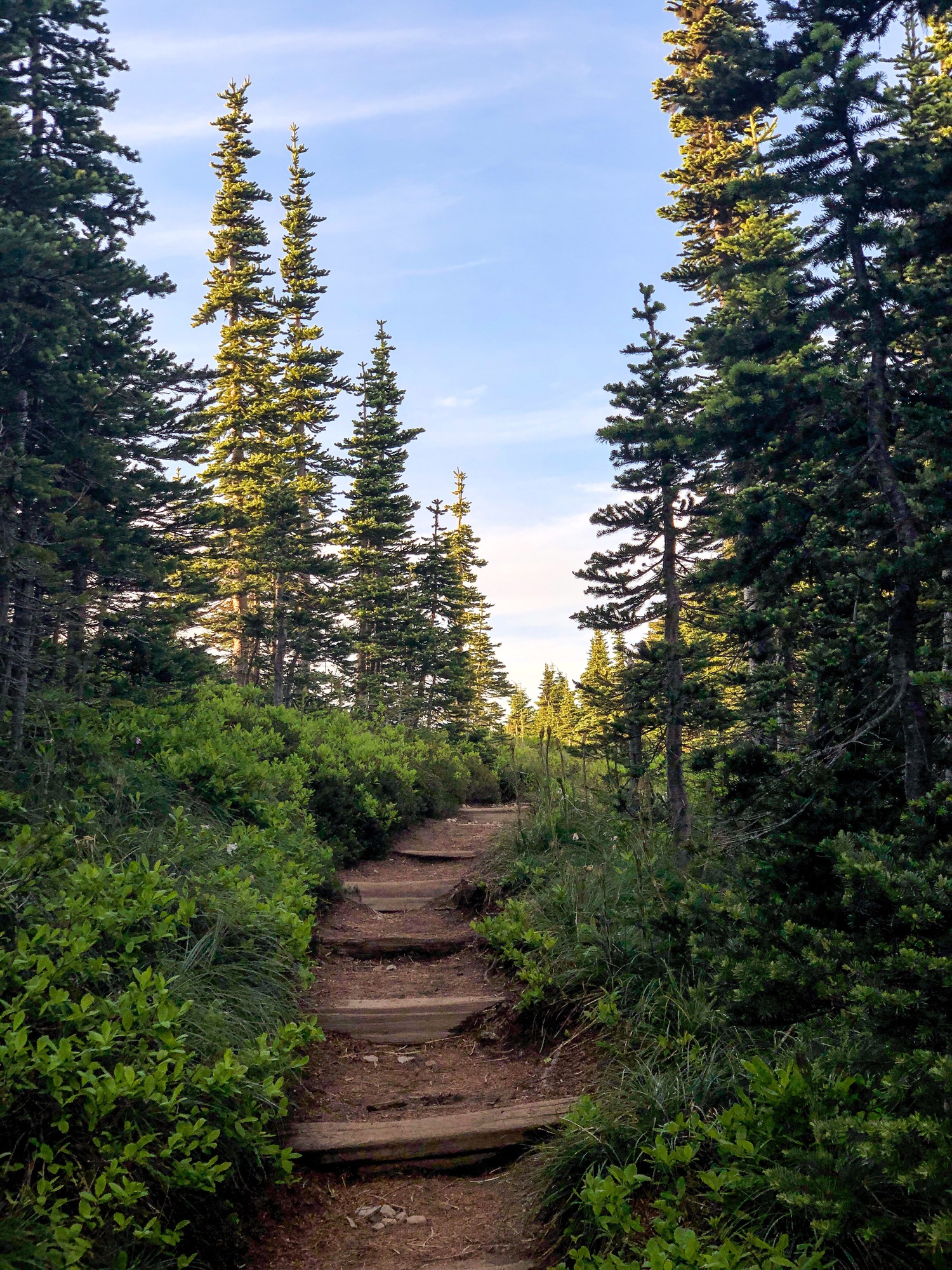 A dirt trail with wooden steps guides you through a meadow with lots of green trees.