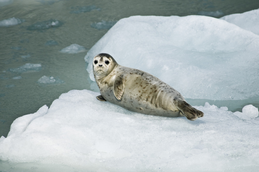 Harbor seal pup