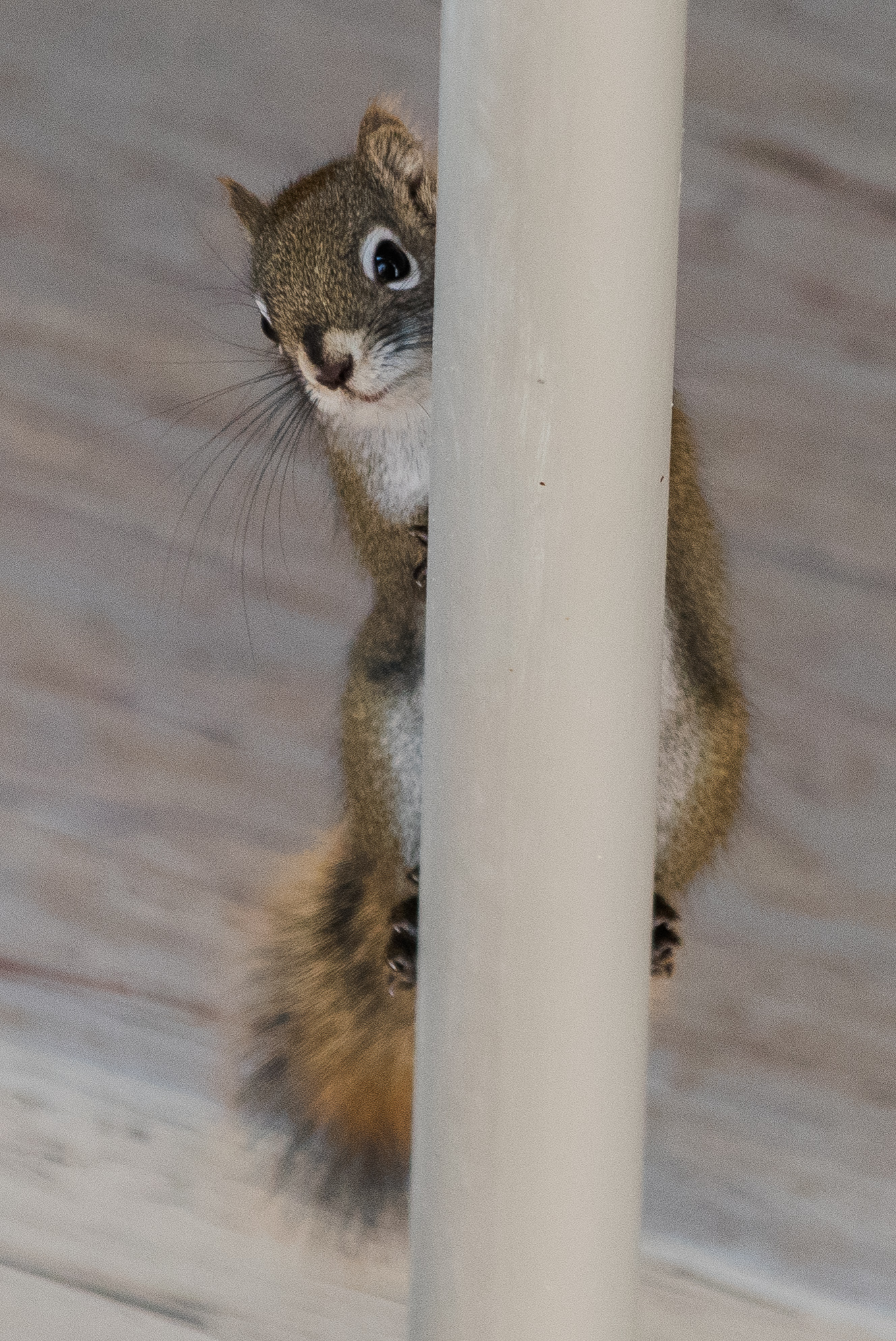 A red squirrel trying unsuccessfully to hide behind a metal post