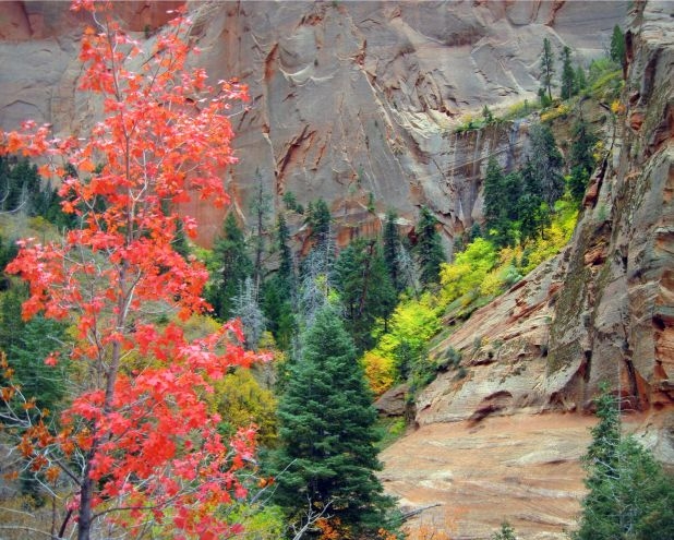 Bright red maples grow in the canyon