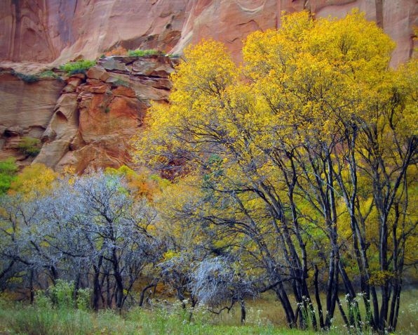 Bright yellow trees line the canyon floor. 