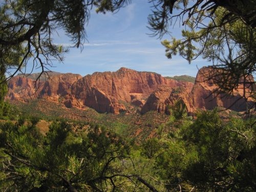 A vista of red sandstone canyons is framed by pine boughs. 