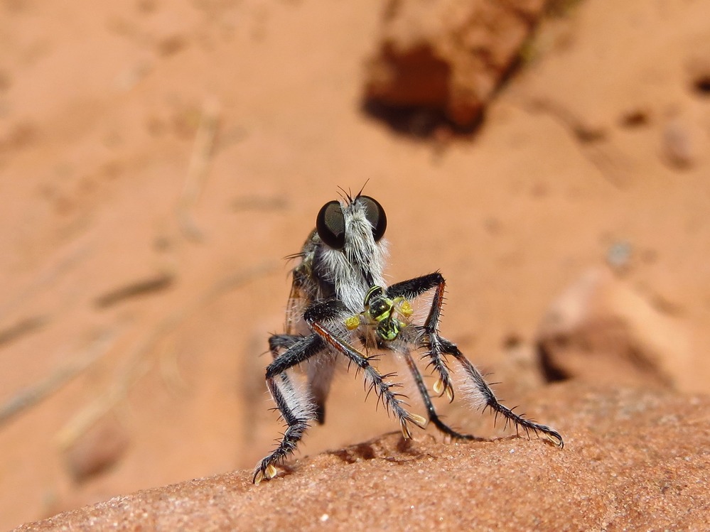 A Robber Fly nibbles on its meal