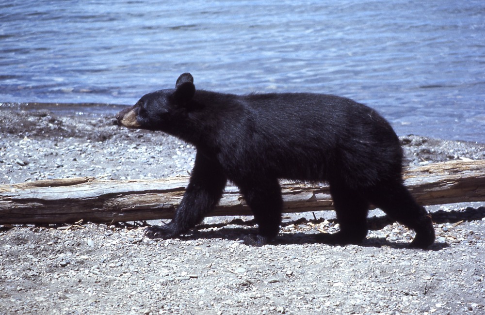 Black bear walking near lake; 1976; Accession No. 01589