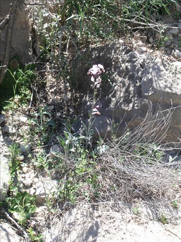 Streptanthus cutleri. Big Bend National Park, Tunnel. March 2004