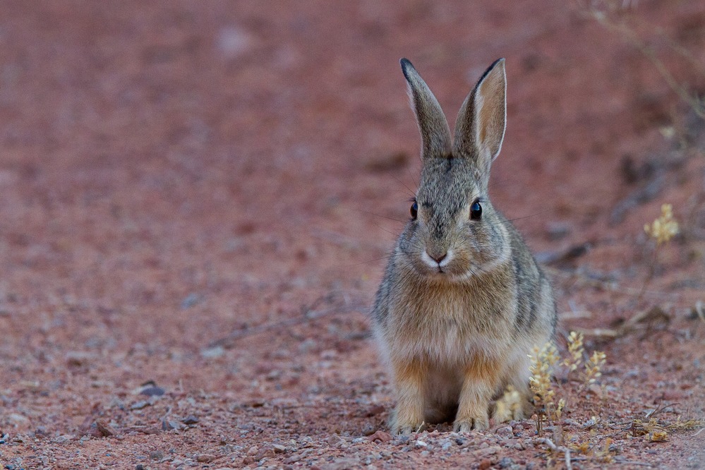 Desert Cottontail