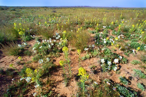 Plants - Backcountry Wildflowers