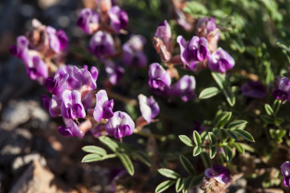 Unknown (sp. Astragalus)