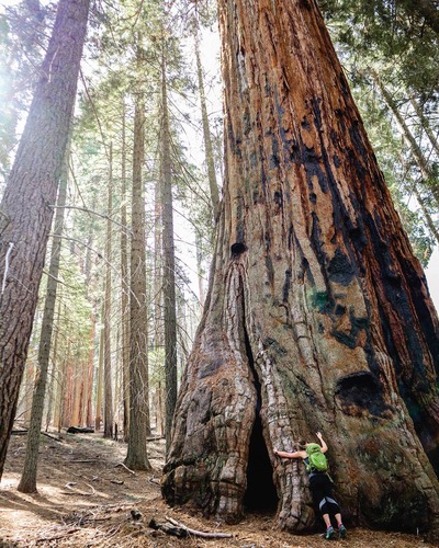 A woman wraps her arms around an enormous tree