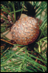 J43B6_SCI_Bishop_pine_cone