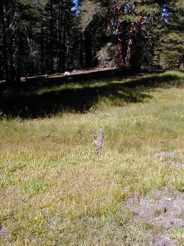 Proposed demonstration stock camp at Lower Rock Creek Xing, Sequoia and Kings Canyon National Park