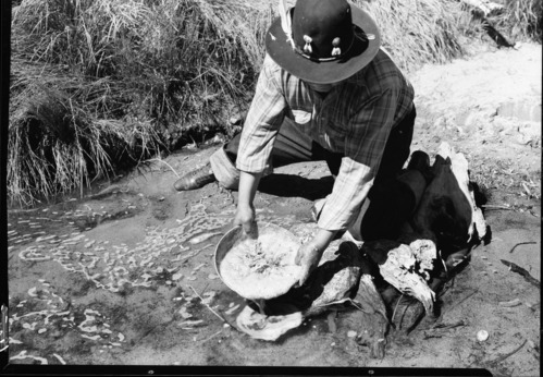 Fish-poisoning experiment. Chris Brown mixing soaproot in water & scooping up dead trout. Yosemite Creek. See Nature Notes, February 1951.