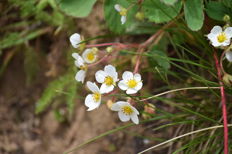 White flowers with five round petals and a yellow center grow from a red stem. Small rounded green leaves grown off the stem.