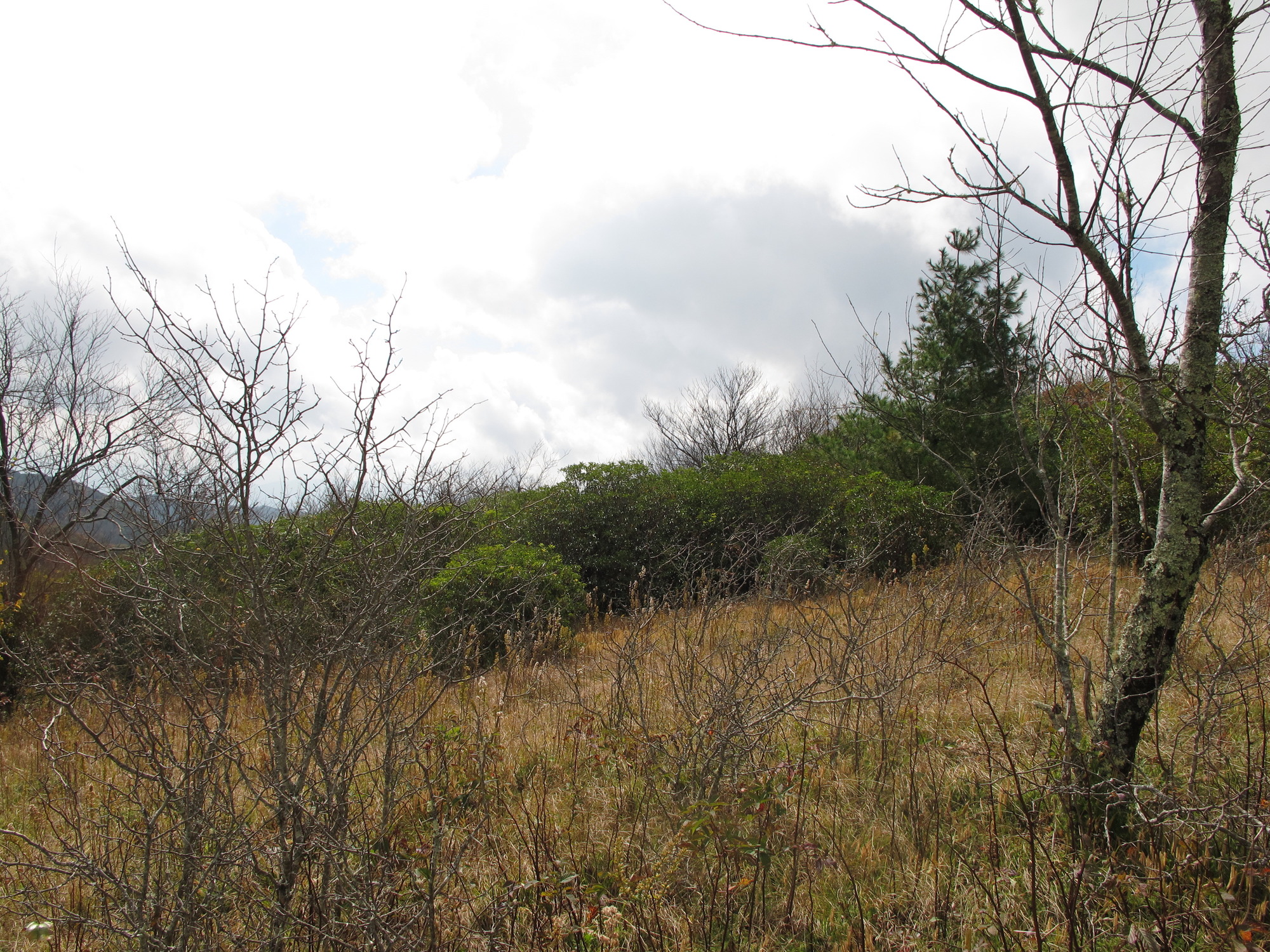 GRSM Accuracy Assessment. Plot Code: GRSM_AA_0005_6