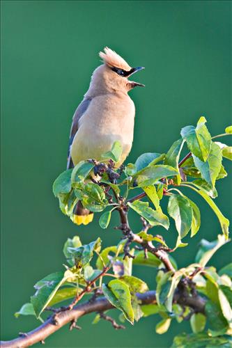 Cedar waxwing in Cuyahoga Valley National Park