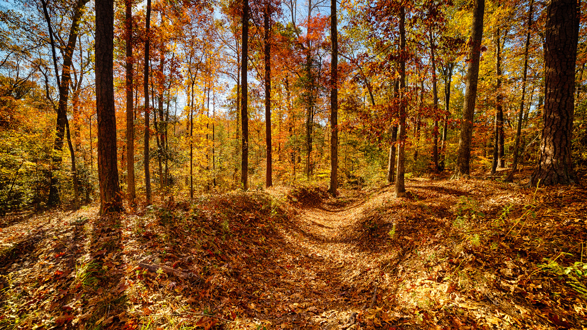 An indentation in the earth in a forest