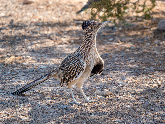 roadrunner in the shade