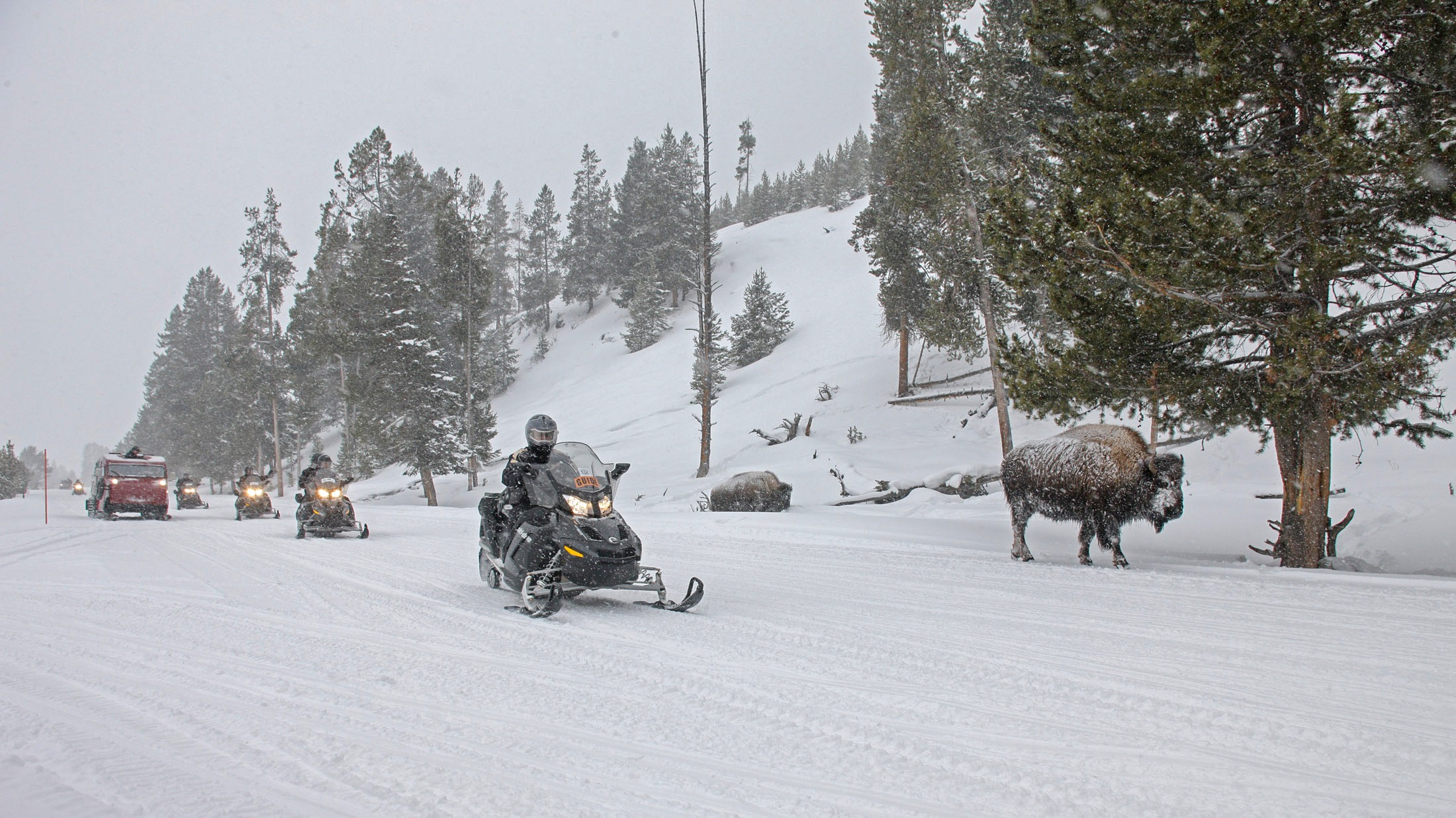Bombardier snowcoach and snowmobiles passing bison which are next to road